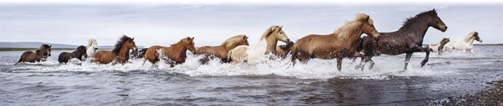 Image of Horses...